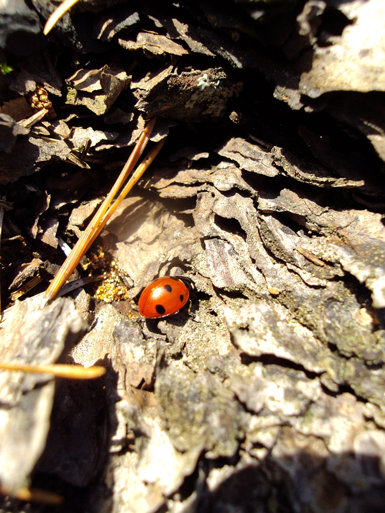 Biedronka siedmiokropka (Coccinella septempunctata)