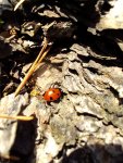 Biedronka siedmiokropka (Coccinella septempunctata)