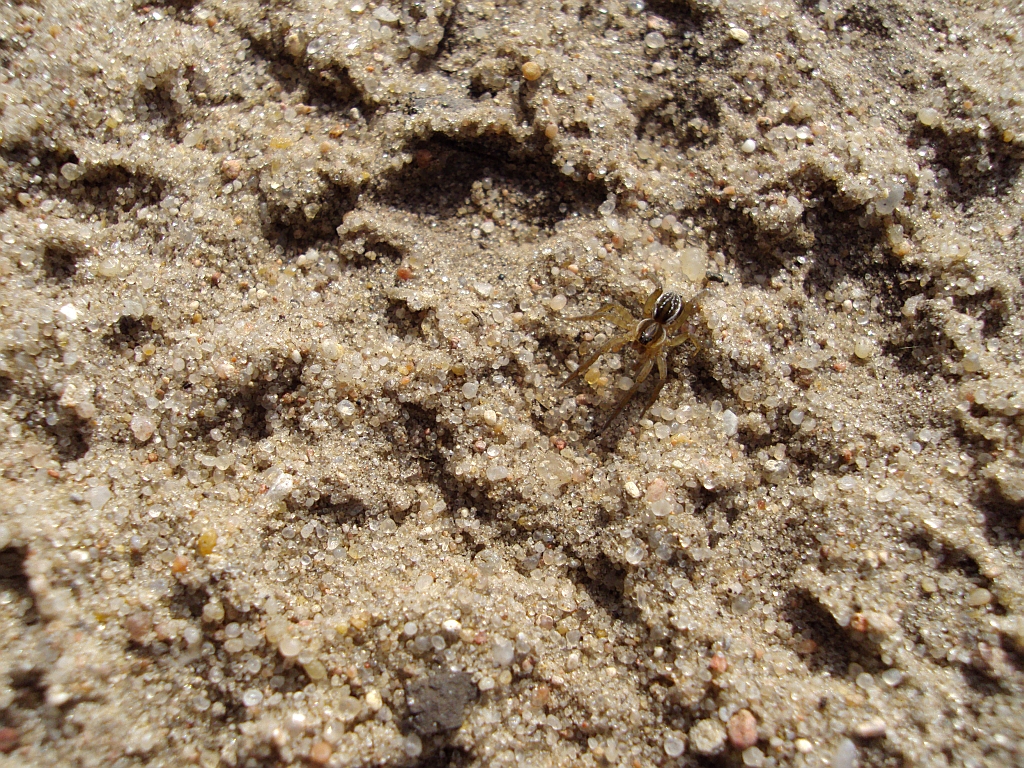 Korsarz (Pirata piscatorius)