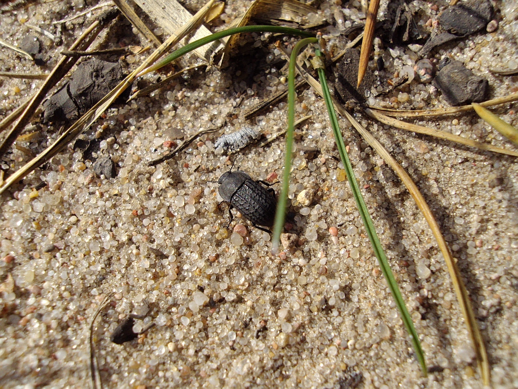 Omrzel piaskowy (Opatrum sabulosum)