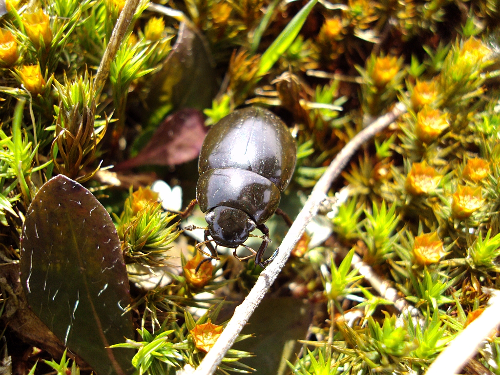 Kałużnica czarnozielona (Hydrophilus piceus)
