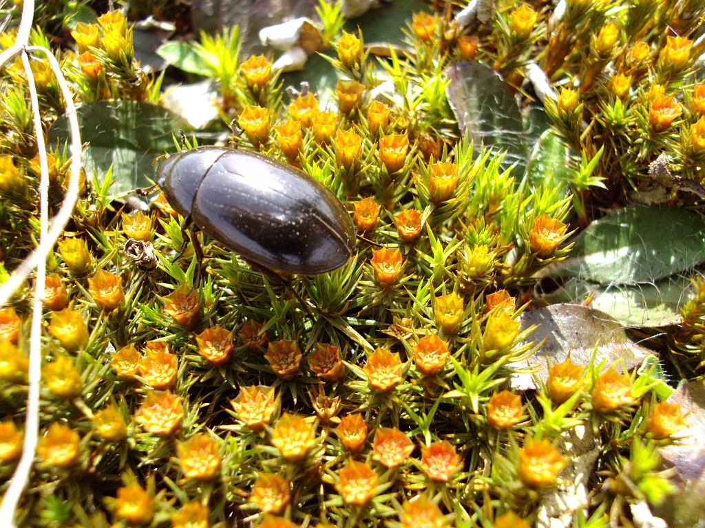 Kałużnica czarnozielona (Hydrophilus piceus)