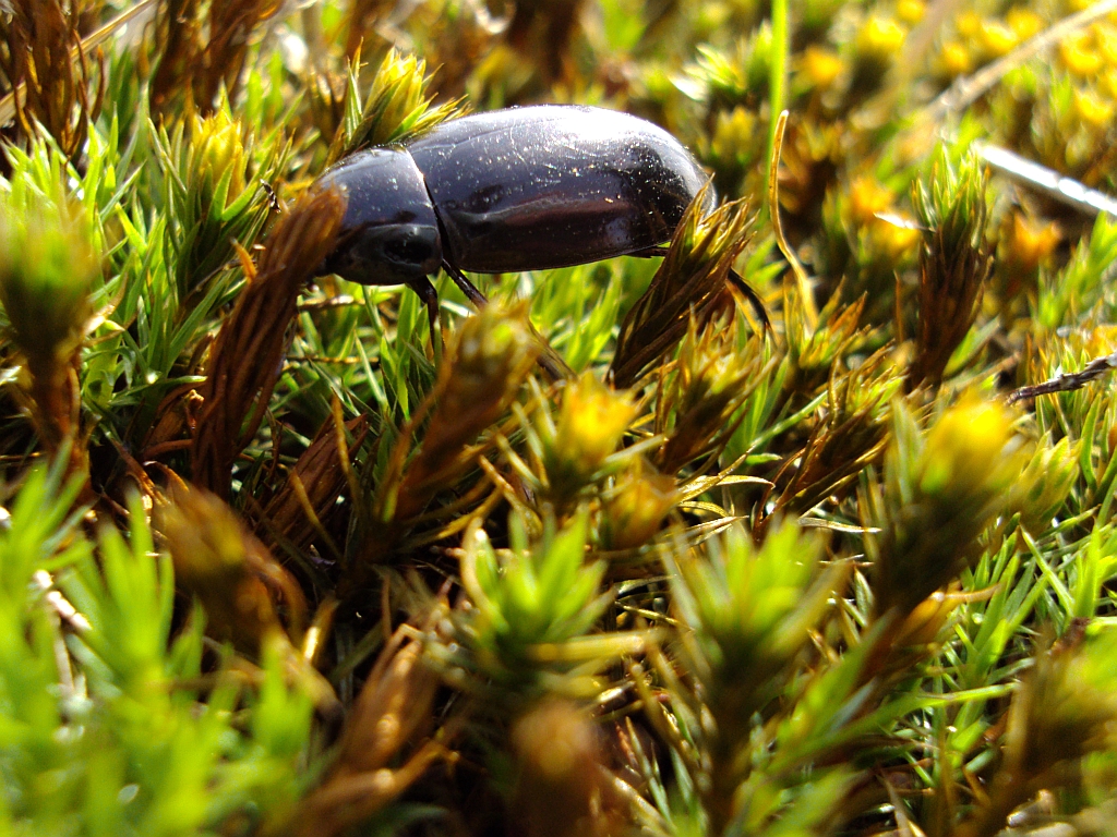 Kałużnica czarnozielona (Hydrophilus piceus)