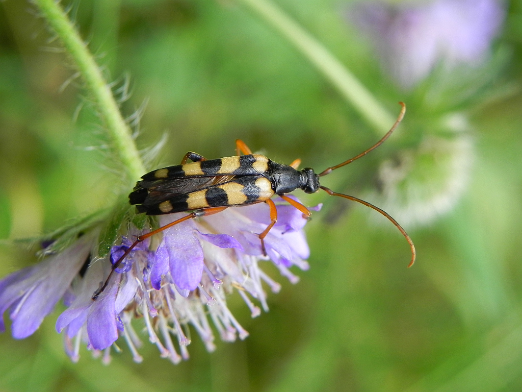 Strangalia plamista (Leptura maculata)