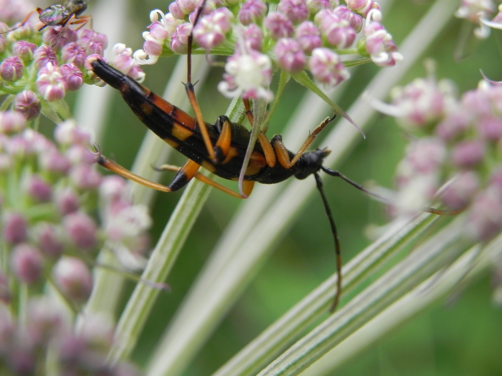 Strangalia plamista (Leptura maculata)