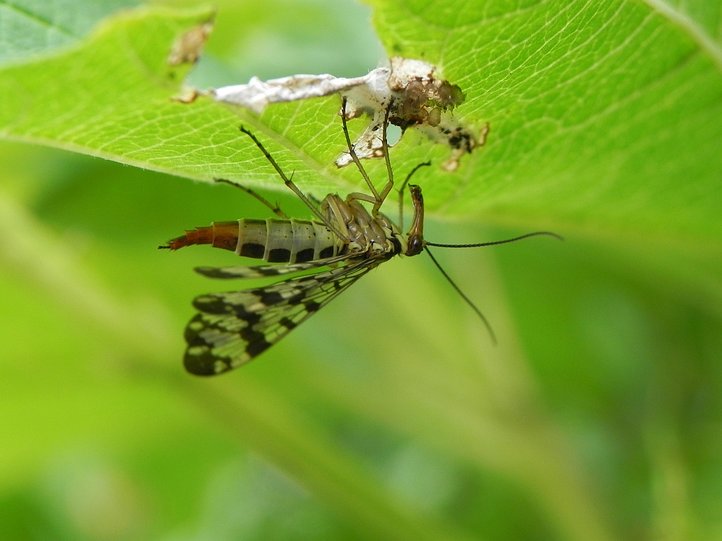Wojsiłka pospolita (Panorpa communis)