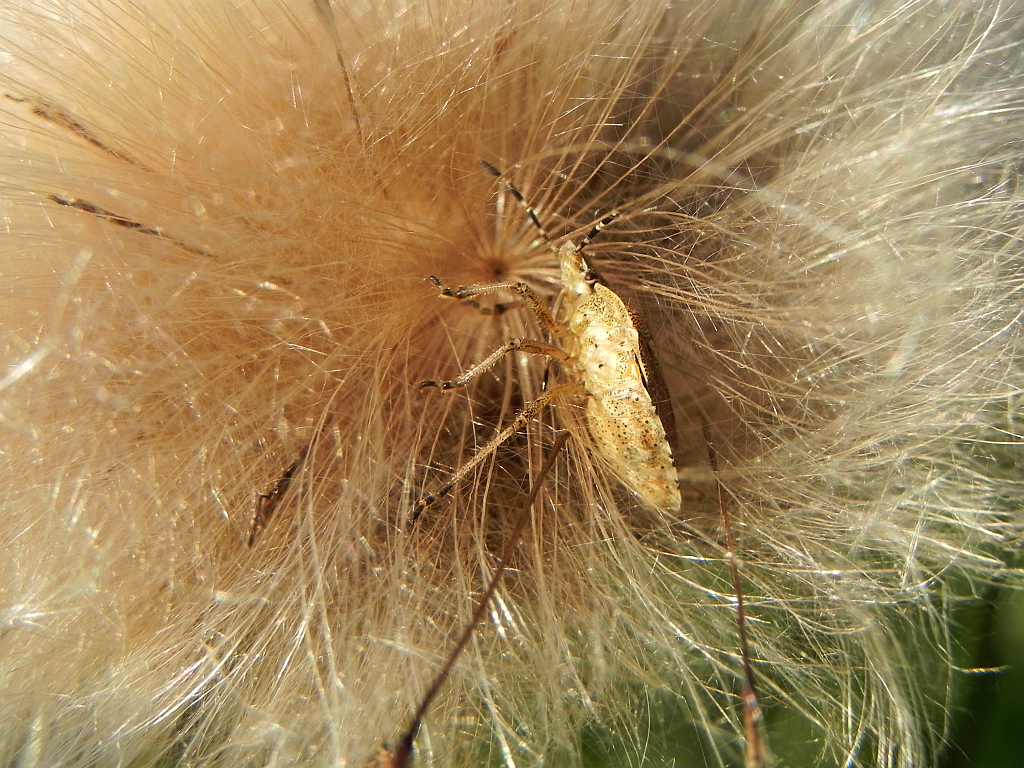 Plusknia jagodziak (Dolycoris baccarum)