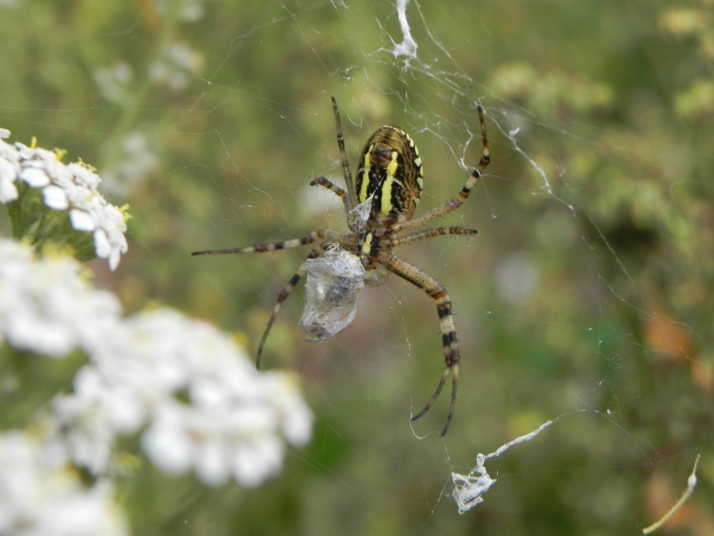 Tygrzyk paskowany (Argiope bruennichi)