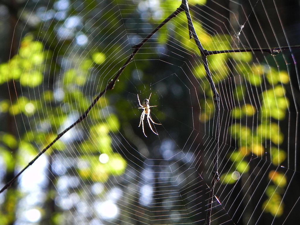 Czaik jesienny (Metellina segmentata)