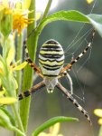 Tygrzyk paskowany (Argiope bruennichi)
