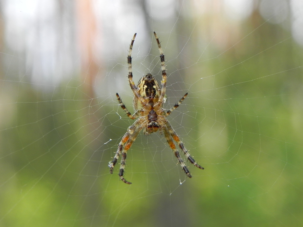 Krzyżakowaty (Araneidae)
