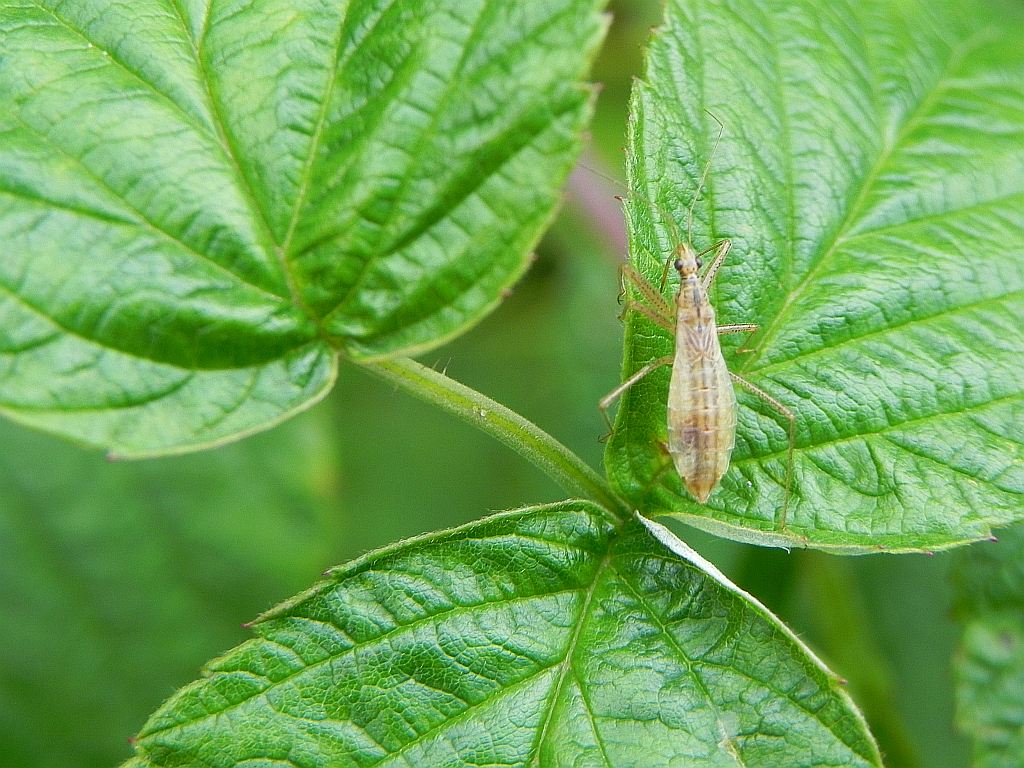 Zażartka jajowata (Nabis limbatus Dahlbom)