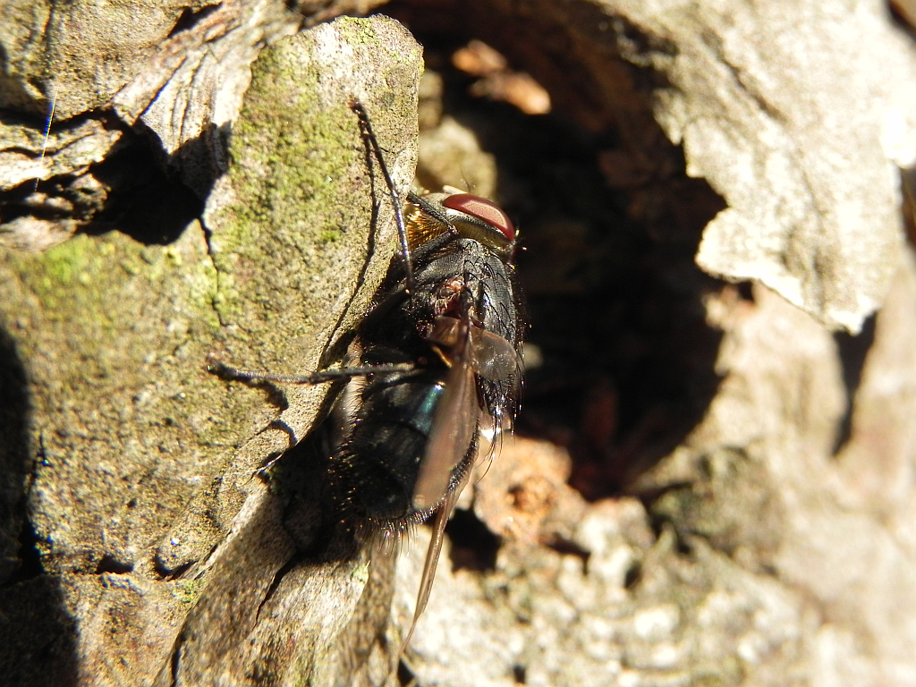 Mucha plujka (Calliphora vomitoria)