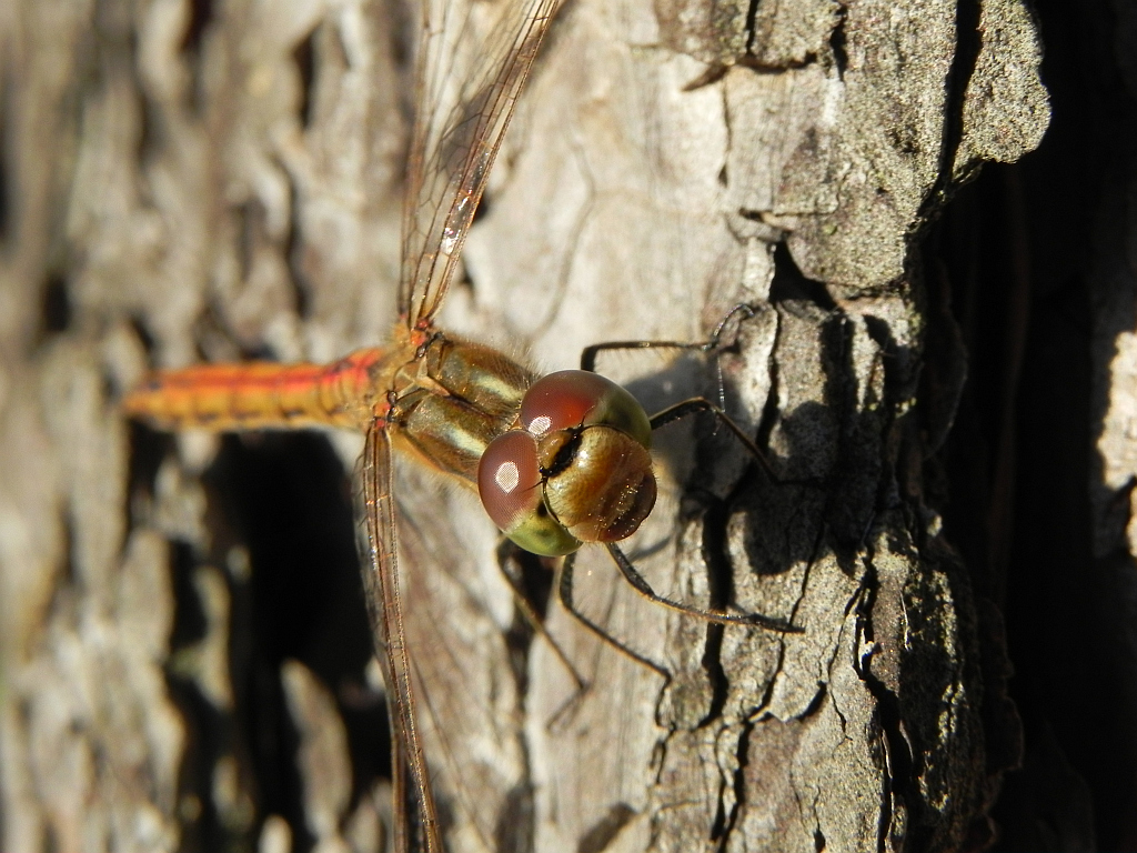Szablak przepasany, górski  (Sympetrum pedemontanum)