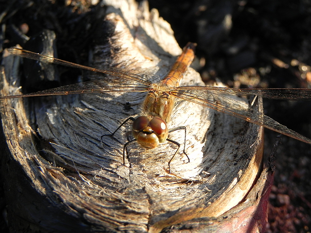 Szablak przepasany, górski  (Sympetrum pedemontanum)