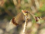 Szablak przepasany, górski  (Sympetrum pedemontanum)
