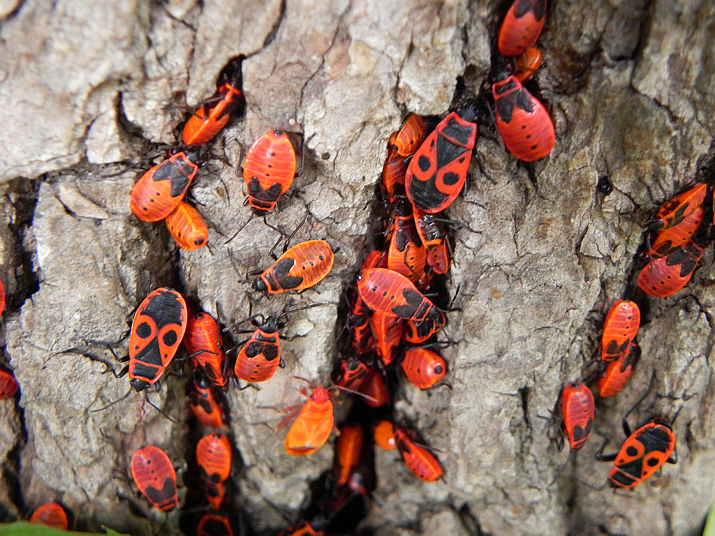 Kowal bezskrzydły (Pyrrhocoris apterus)