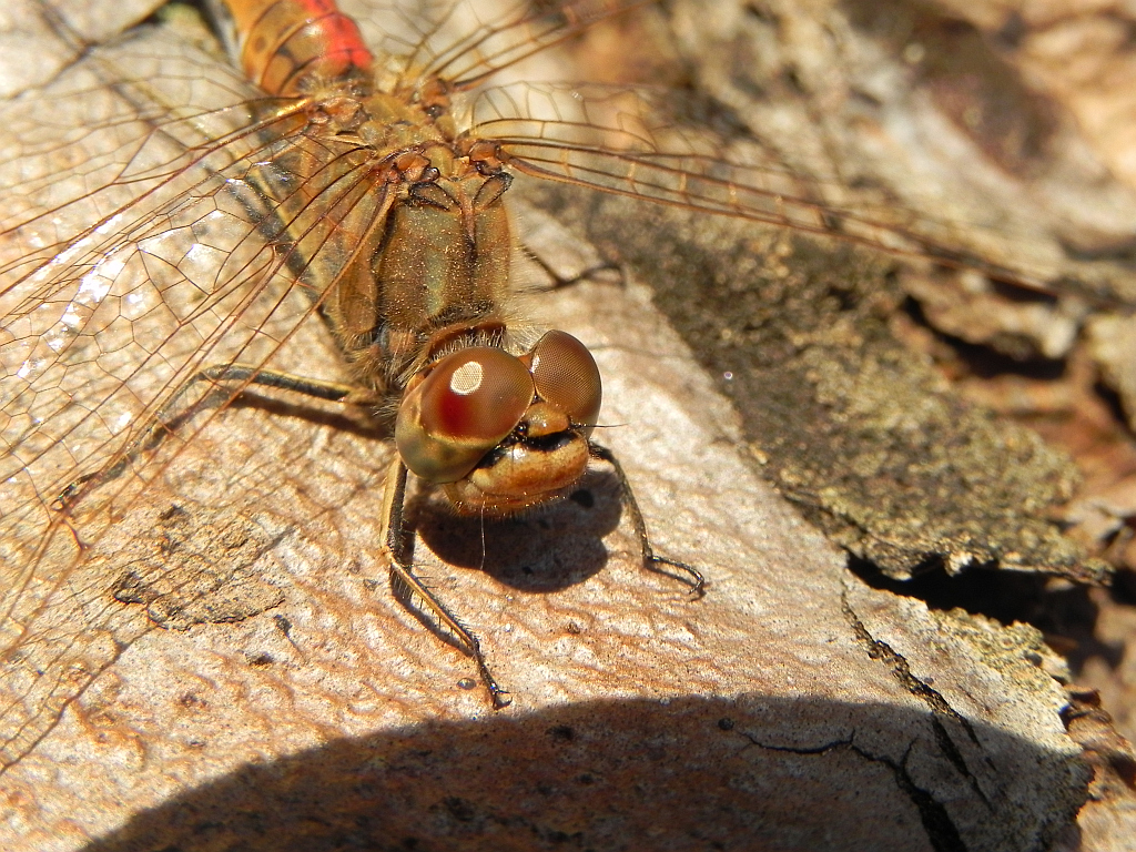 Szablak zwyczajny (Sympetrum vulgatum)