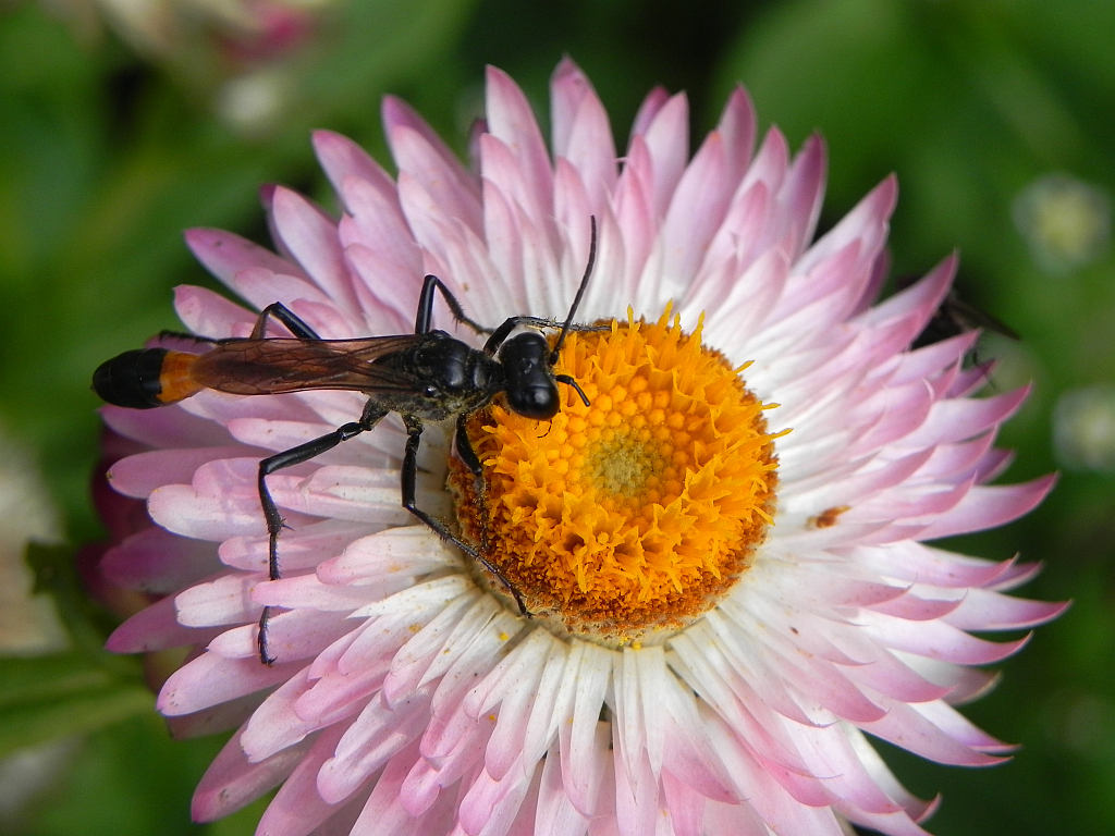 Szczerklina piaskowa (Ammophila sabulosa)