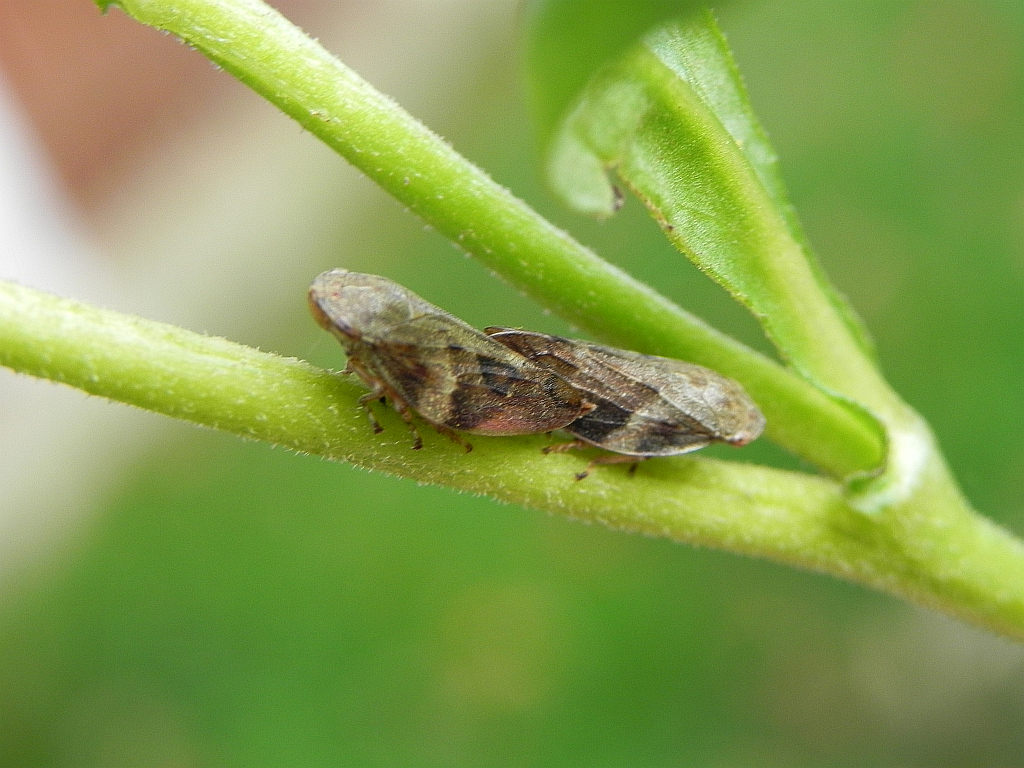 Pienik ślinianka (Philaenus spumarius)