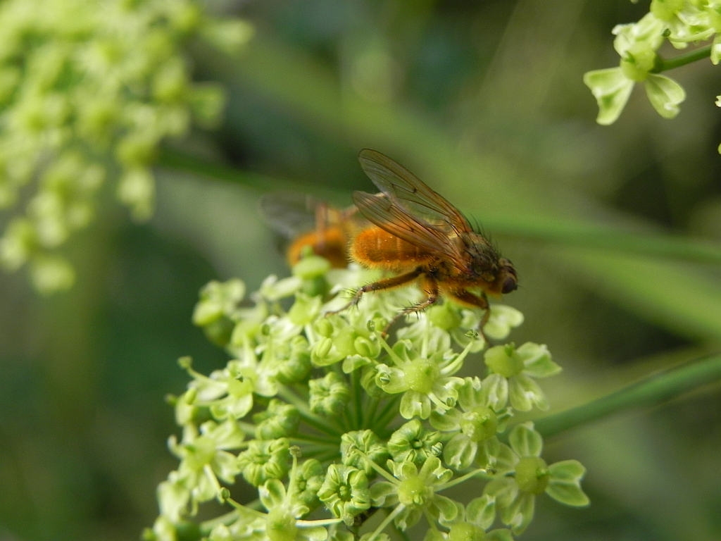 Cuchna nawozowa (Scathophaga stercoraria L.)