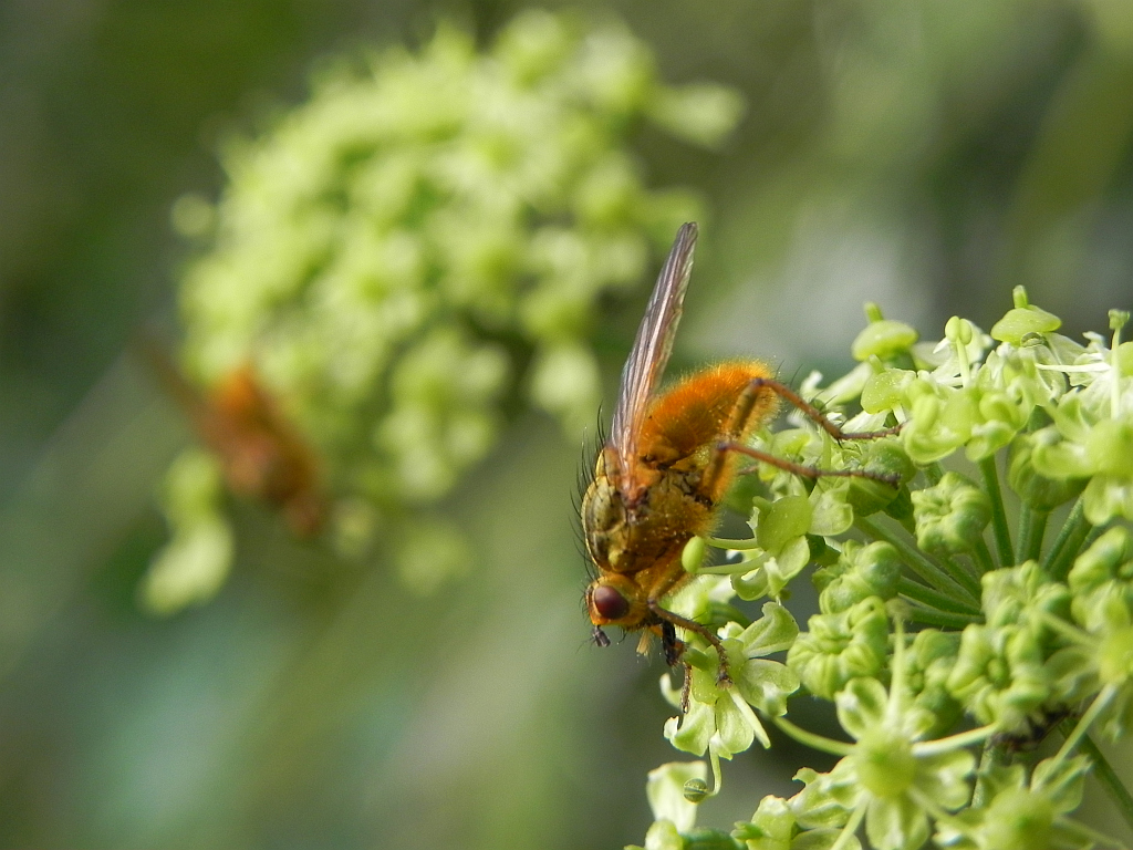 Cuchna nawozowa (Scathophaga stercoraria L.)