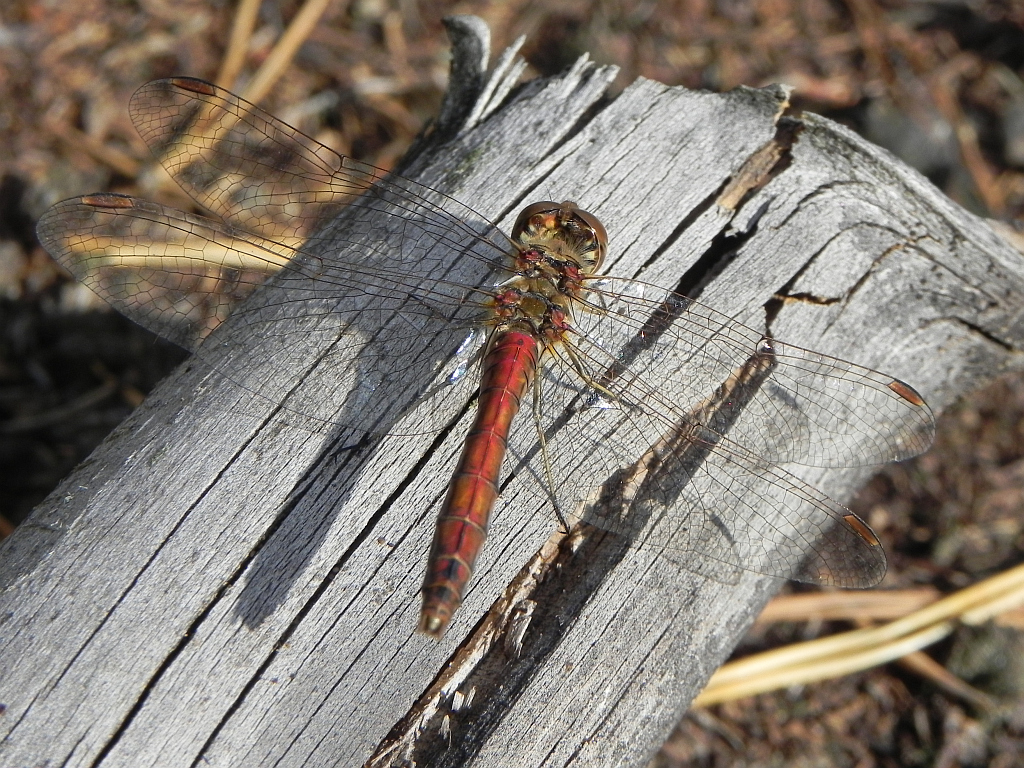 Szablak zwyczajny Sympetrum vulgatum
