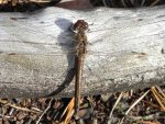 Szablak zwyczajny (Sympetrum vulgatum)