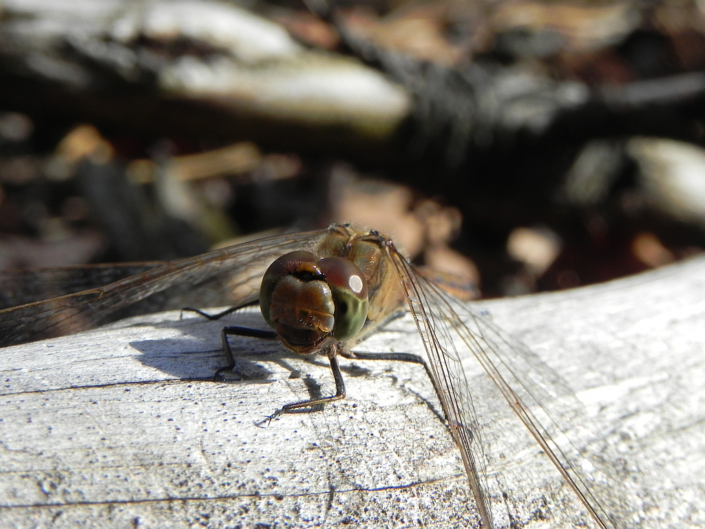 Szablak zwyczajny (Sympetrum vulgatum)