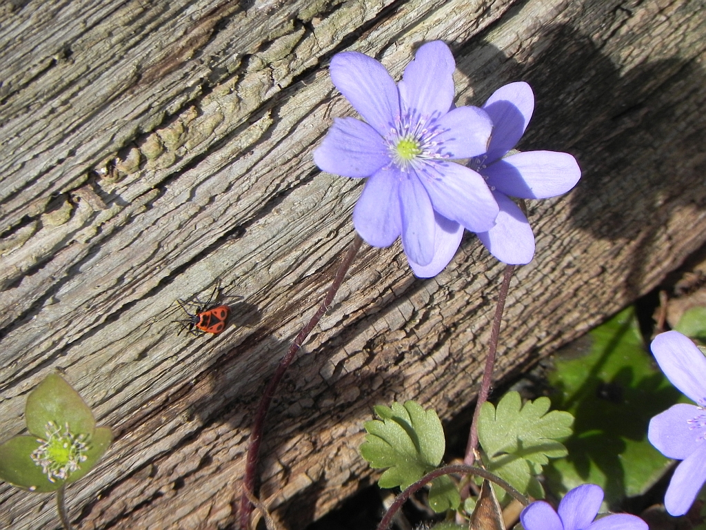 Kowal bezskrzydły (Pyrrhocoris apterus)