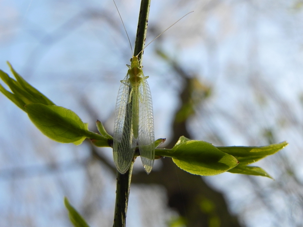 Złotook zwyczajny, złotook drapieżny (Chrysoperla carnea)