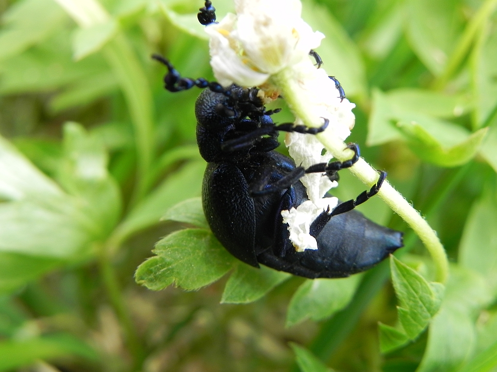 Oleica fioletowa (Meloe violaceus)