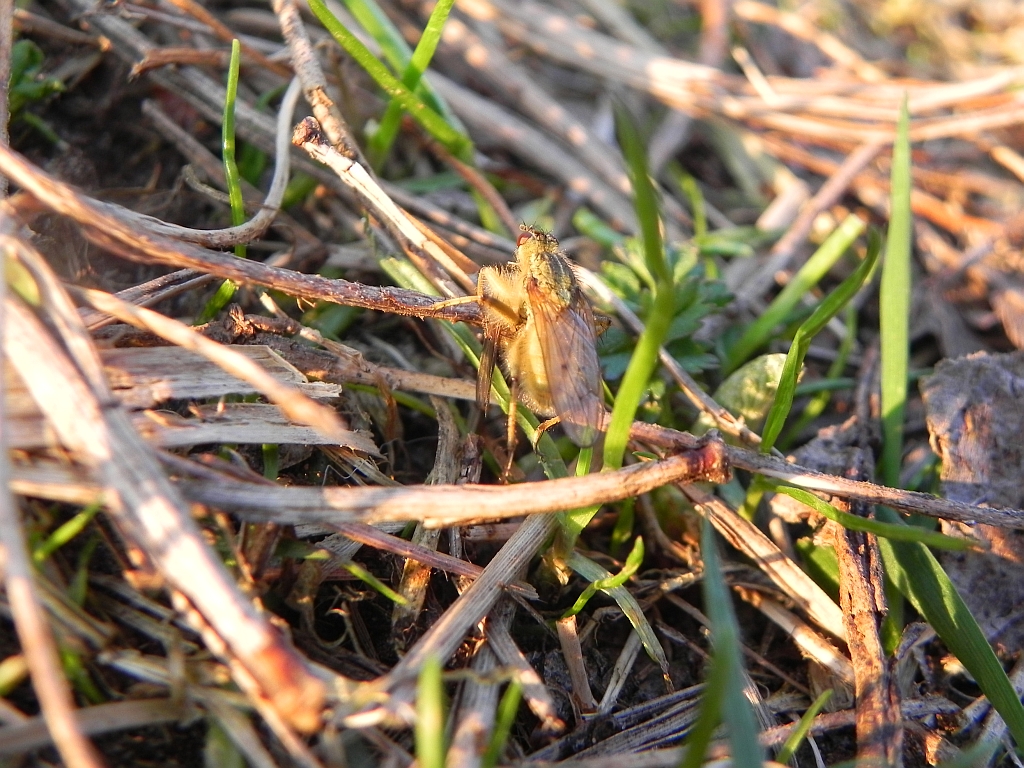 Brachyopa maculipennis