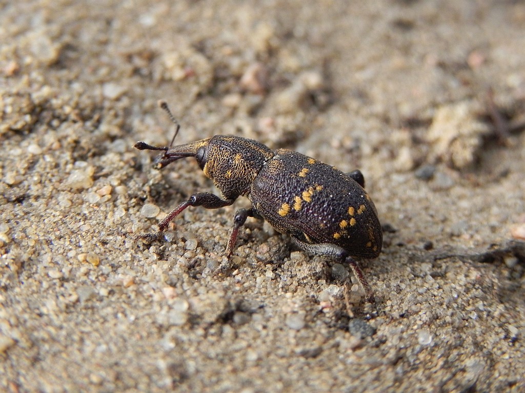 Opuchlak chropawiec (Otiorhynchus raucus)