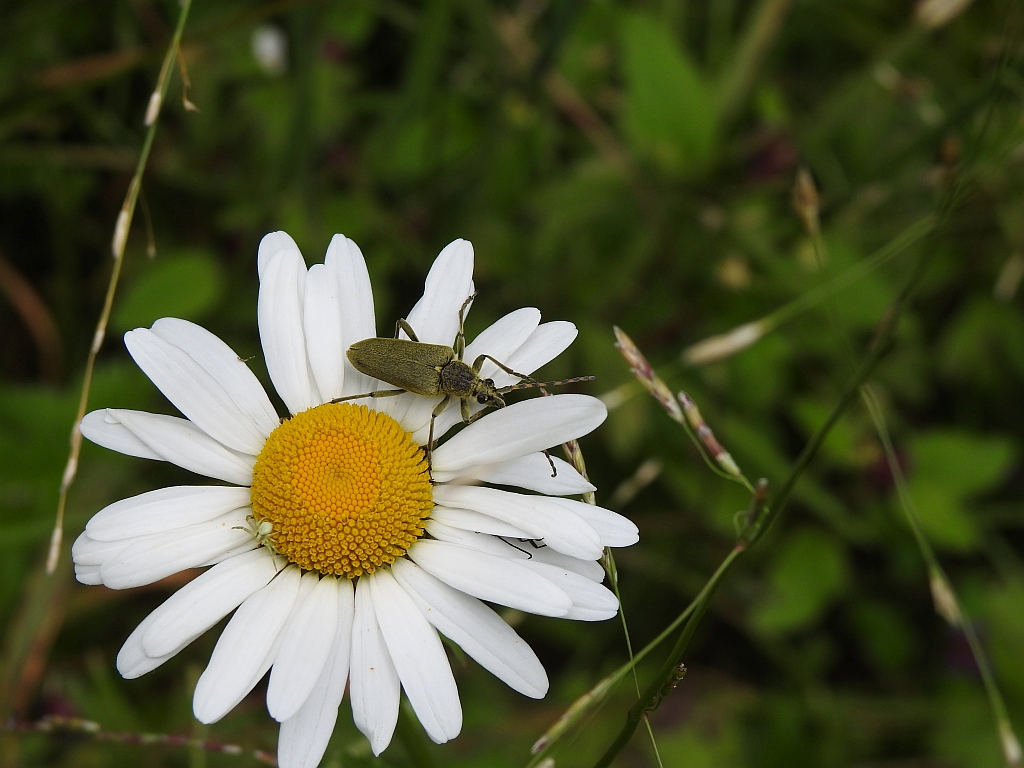 Zmorsznik zielony (Lepturobosca virens)