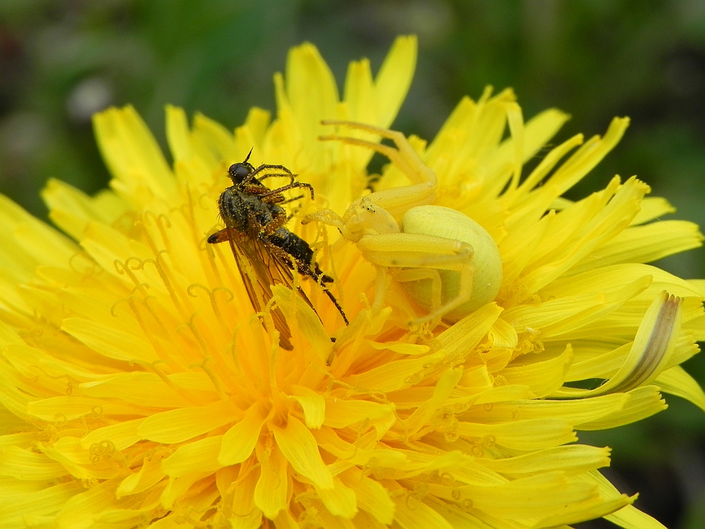 Kwietnik (Misumena vatia) i wójek(Hilara sp.)