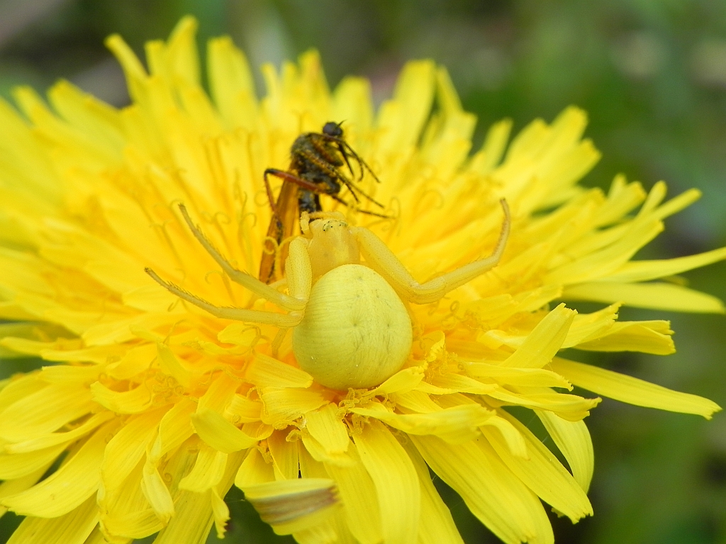 Kwietnik (Misumena vatia) i wójek (Hilara)