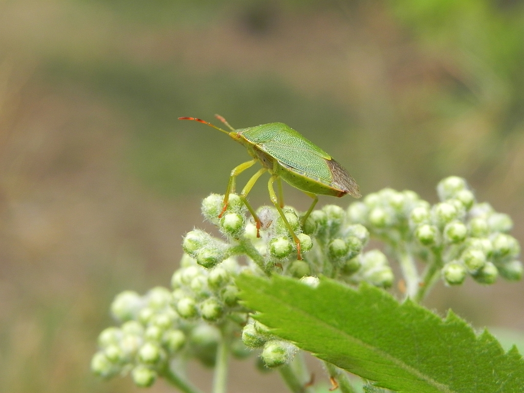 Odorek zieleniak (Palomena prasina)