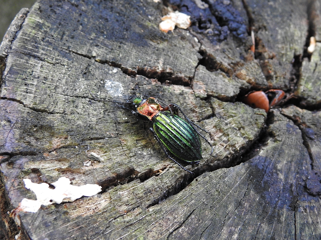 Biegacz zielonozłoty (Carabus auronitens)