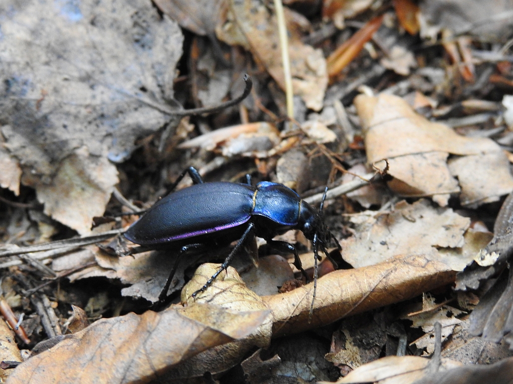 Biegacz fioletowy (Carabus /Megodontus/ violaceus)