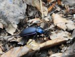 Biegacz fioletowy (Carabus /Megodontus/ violaceus)