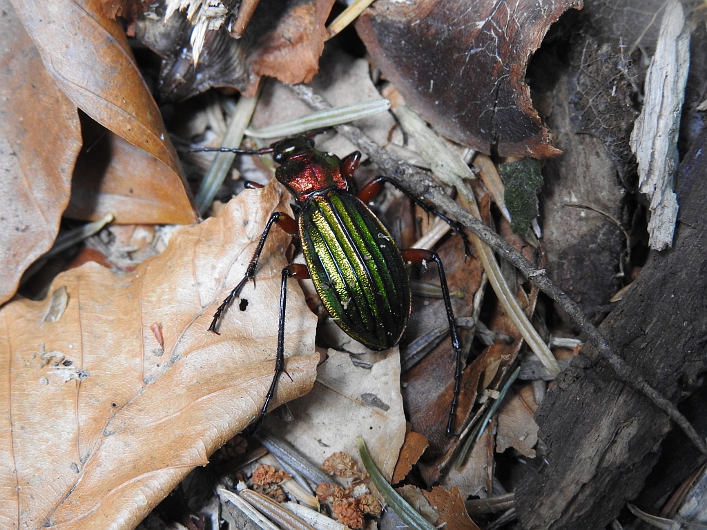 Biegacz zielonozłoty (Carabus auronitens)