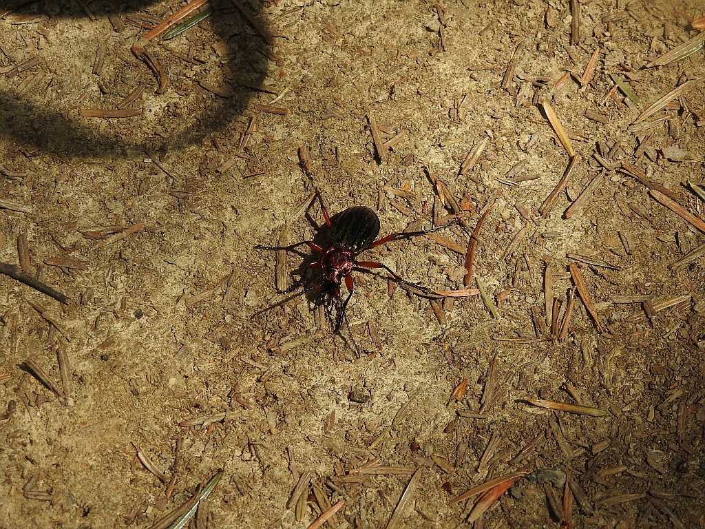Biegacz zielonozłoty (Carabus auronitens)