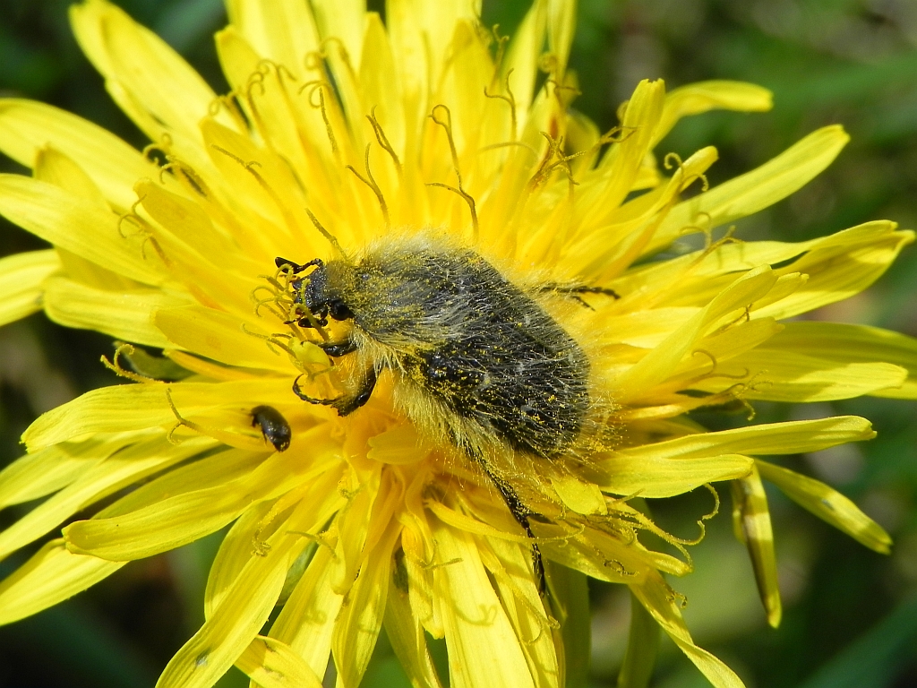 Kosmatek pospolity (Tropinota hirta syn. Epicometis hirta)