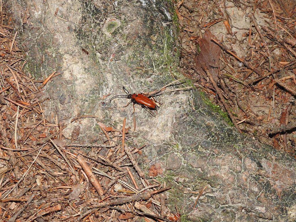 Zmorsznik czerwony (Stictoleptura rubra)