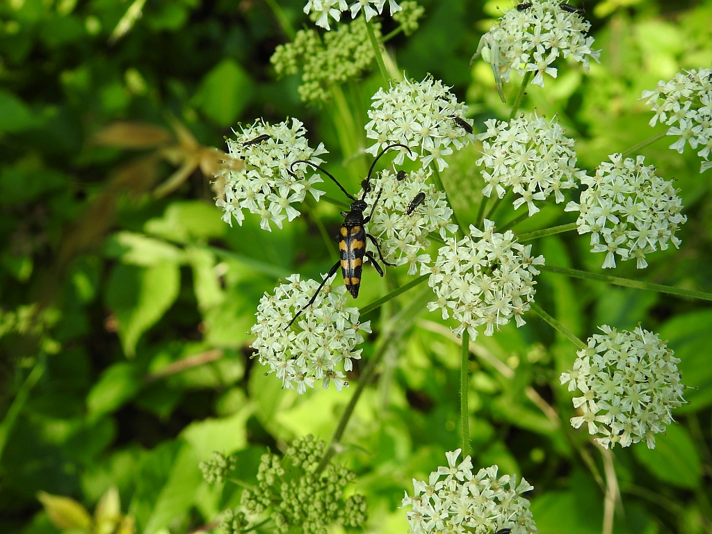 Baldurek pręgowany, pętlak czteropaskowy (Leptura quadrifasciata)