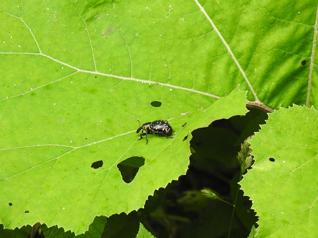 Rozpucz lepiężnikowiec (Liparus glabrirostris)