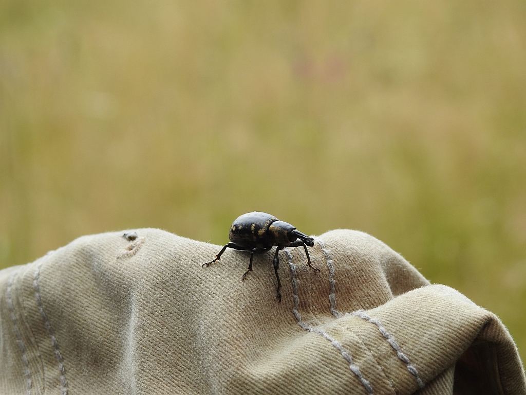 Rozpucz lepiężnikowiec (Liparus glabrirostris)