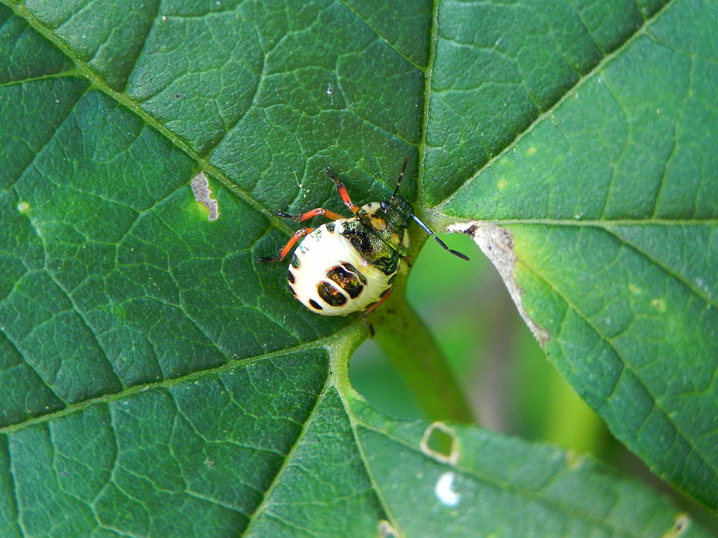 Zawadzik leśny (Troilus luridus)