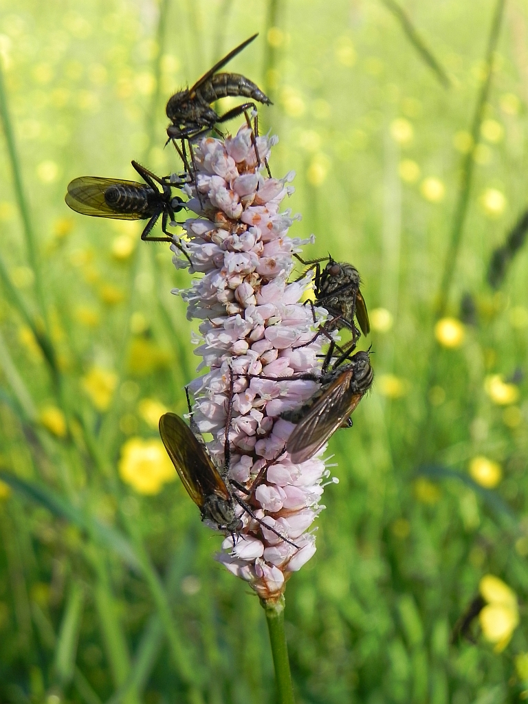 Łowiec czarniawy (Machimus atricapillus), dawniej łowik czarniawy (Asilus atricapillus)